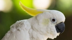 Какада zharmochoy big